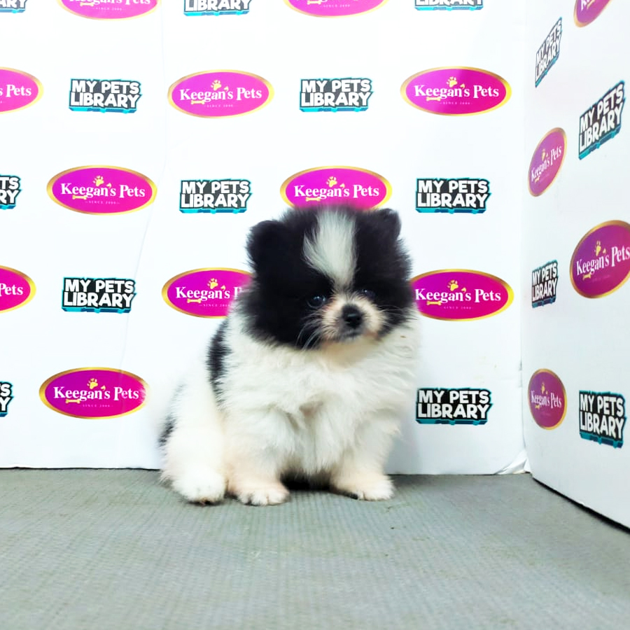 MKA Pomeranian Puppy (Female) For Sale