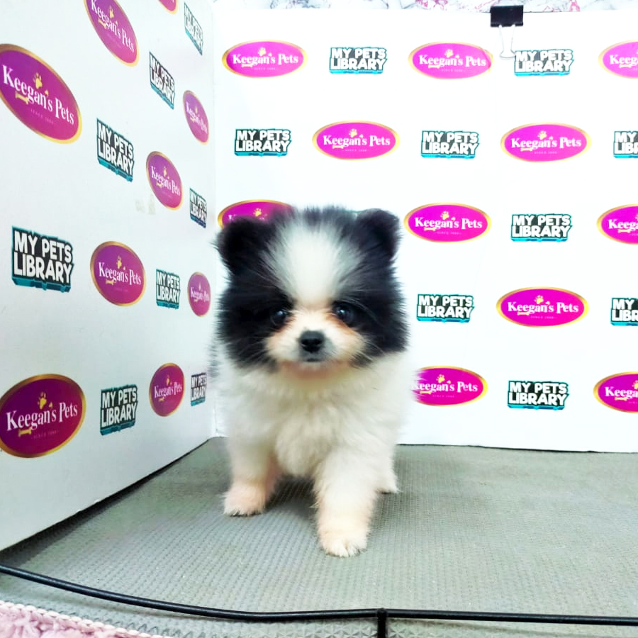 MKA Pomeranian Puppy (Female) For Sale