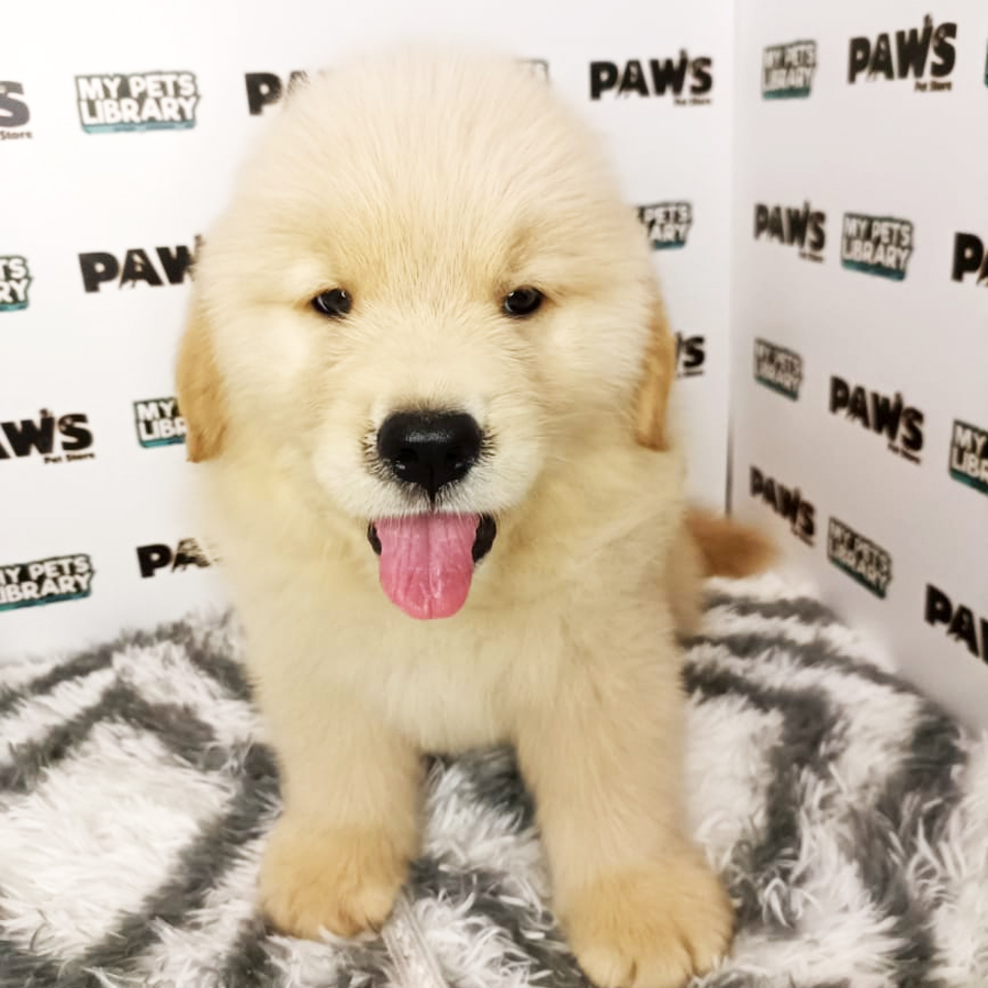 Golden Retriever Puppy (Male) For Sale