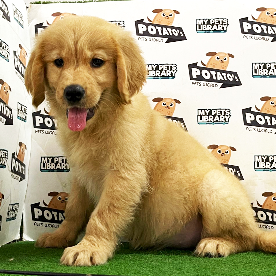 Golden Retriever Puppy (Female) For Sale