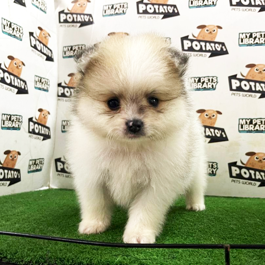 Pomeranian Puppy (Male) For Sale