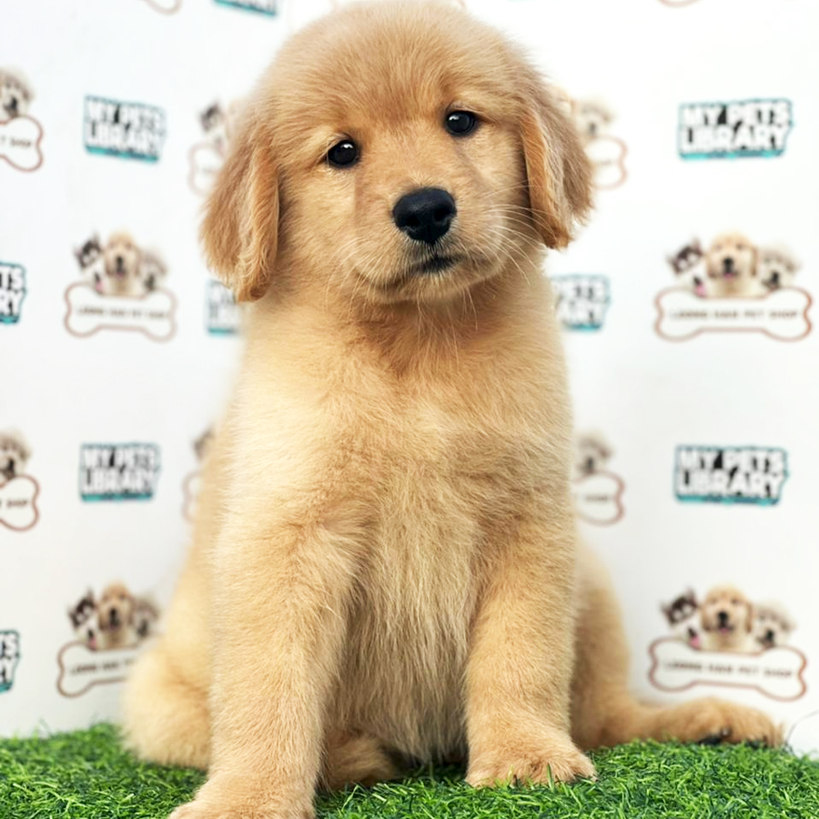Golden Retriever Puppy (Male) For Sale