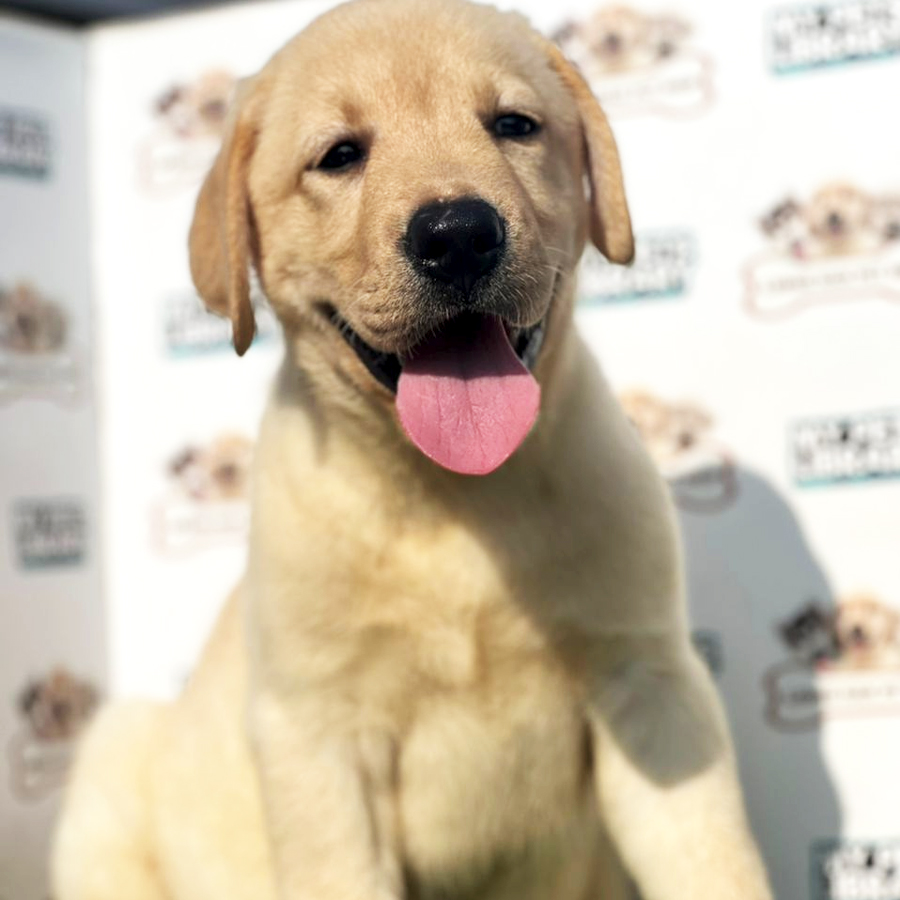 Labrador Retriever Puppy (Male) For Sale