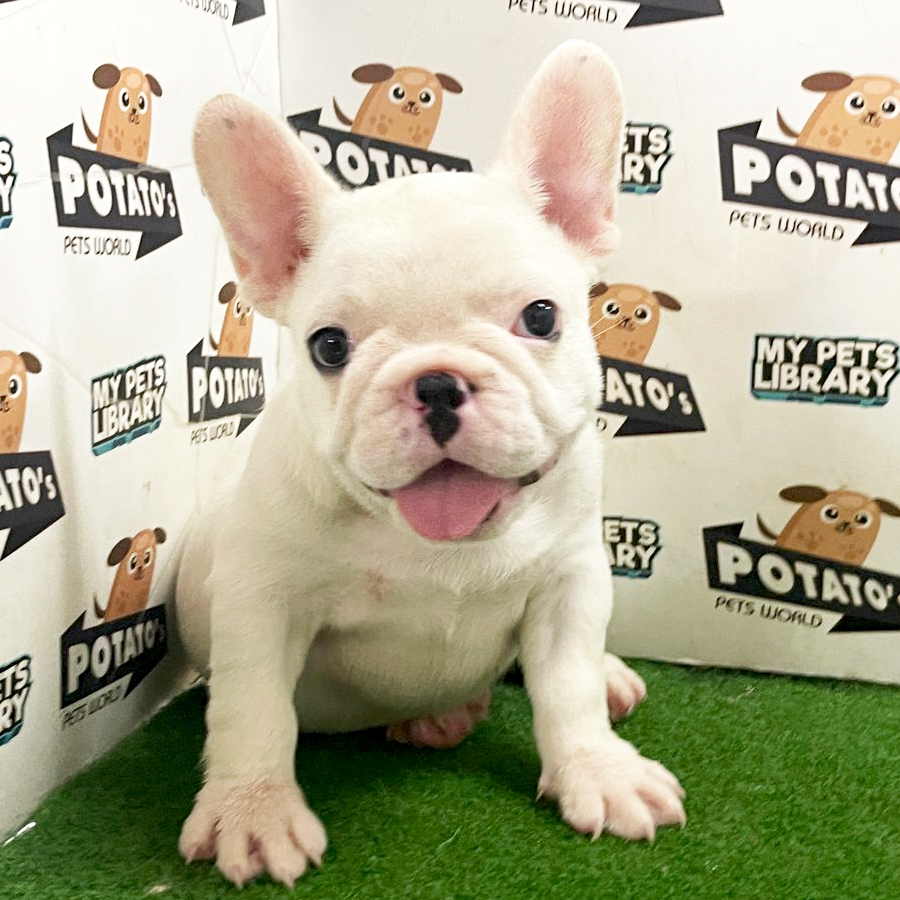French Bulldog Puppy (Male) For Sale