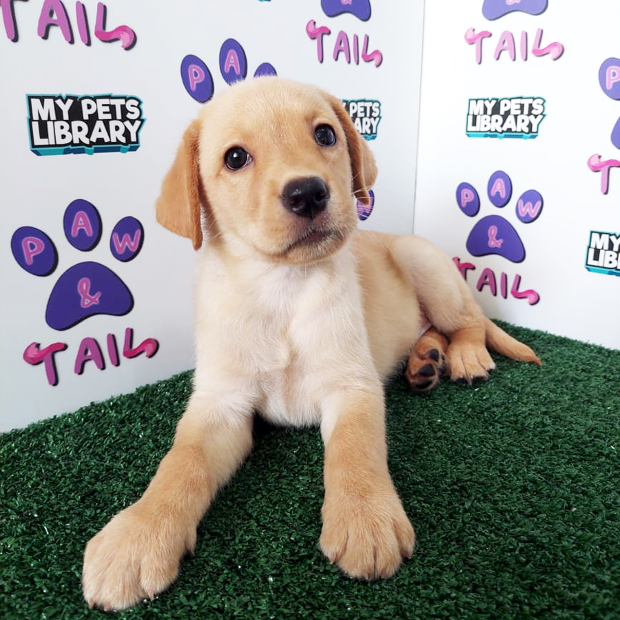 Labrador Retriever Puppy (Female) For Sale