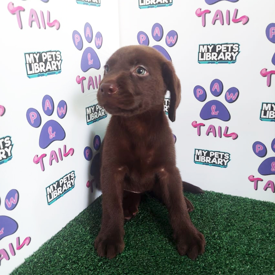 MKA Labrador Retriever Puppy (Female) For Sale