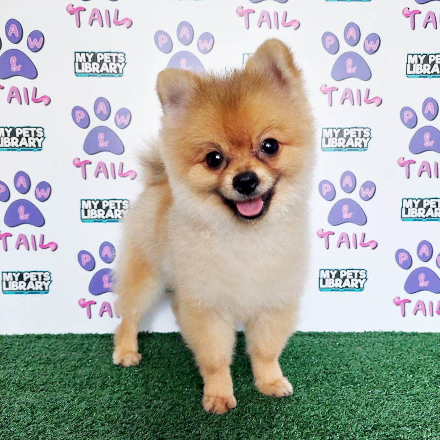 Pomeranian Puppy (Male) For Sale