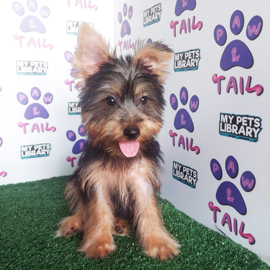 Silky Terrier Puppy (Male) For Sale