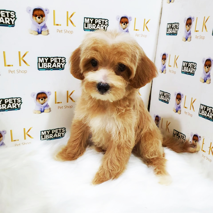 Toy Poodle Puppy (Male) For Sale
