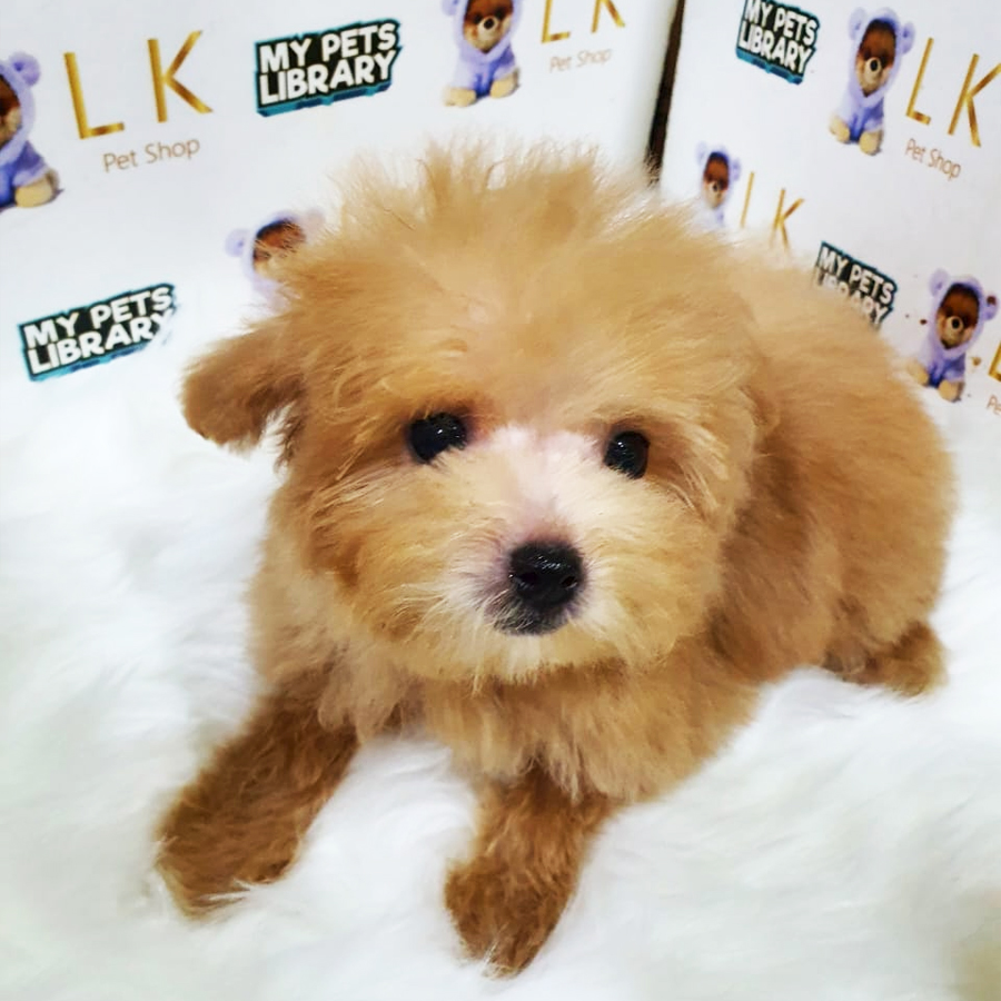 Toy Poodle Puppy (Male) For Sale