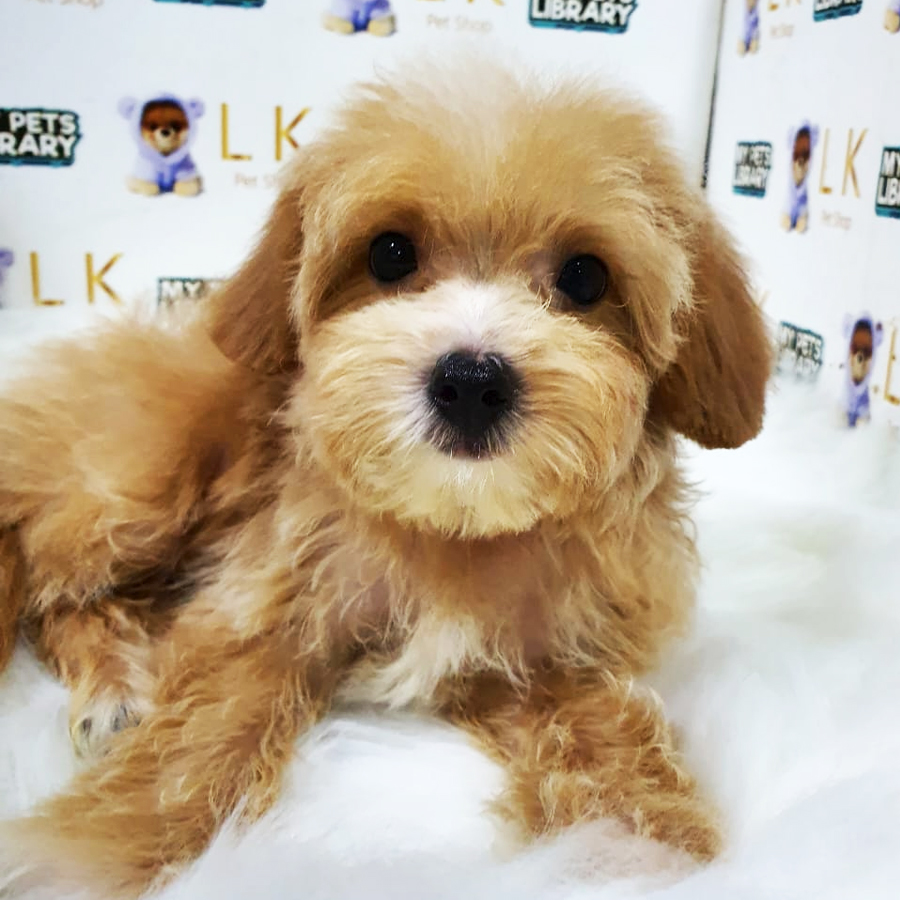 Toy Poodle Puppy (Female) For Sale