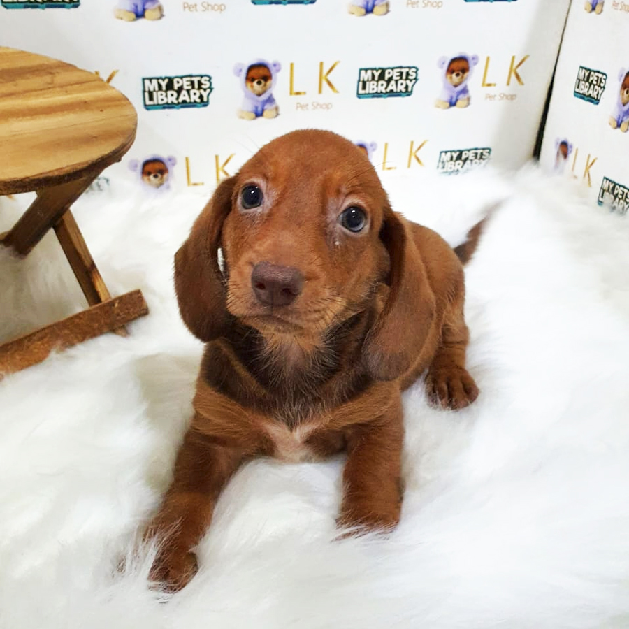 Dachshund Puppy (Male) For Sale