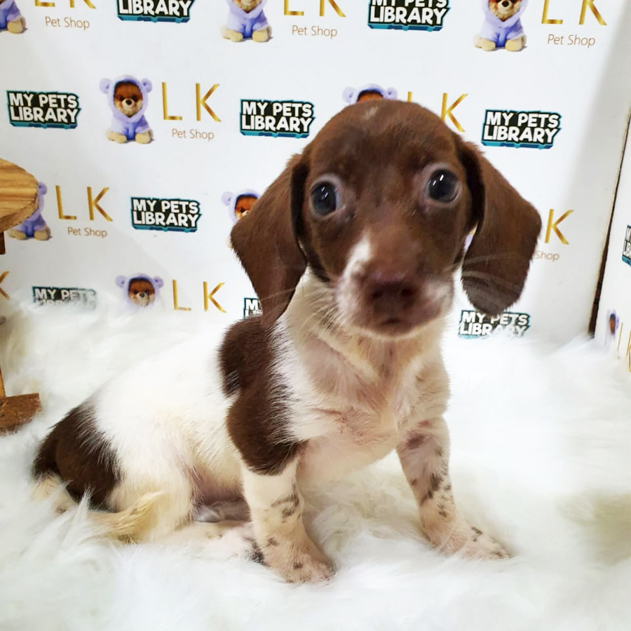 Dachshund Puppy (Female) For Sale