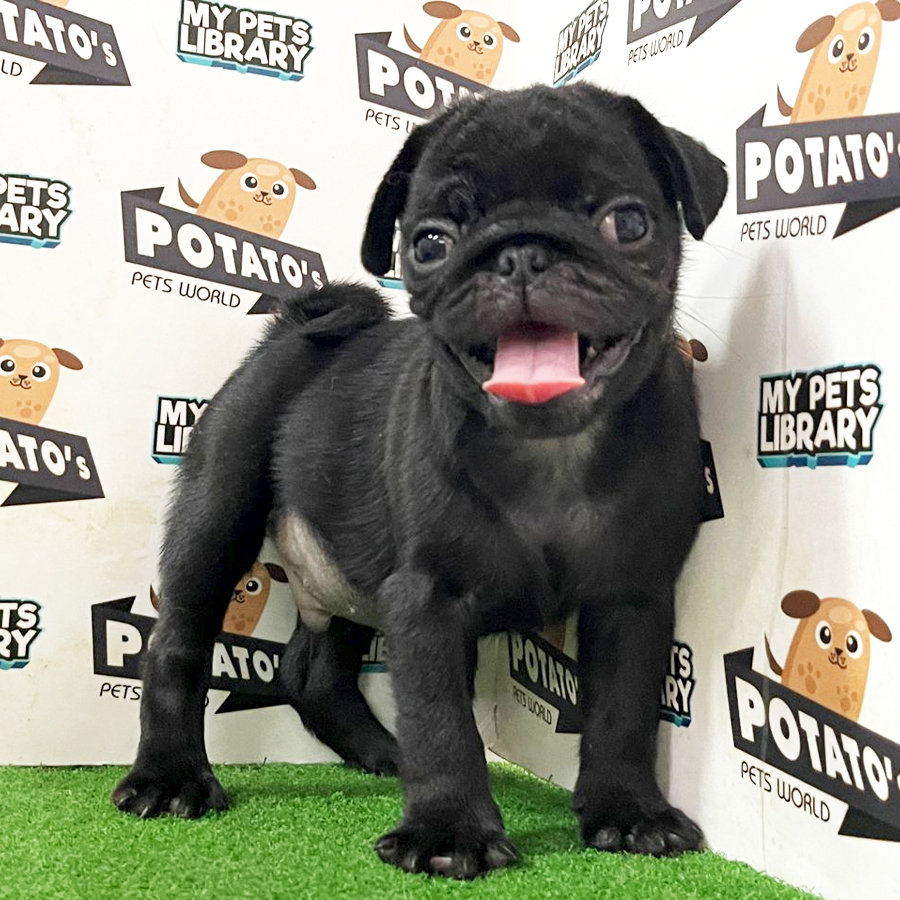 Pug Puppy (Male) For Sale