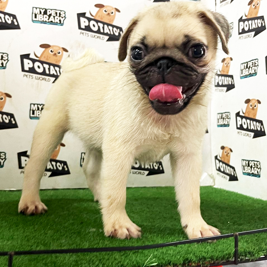 Pug Puppy (Male) For Sale