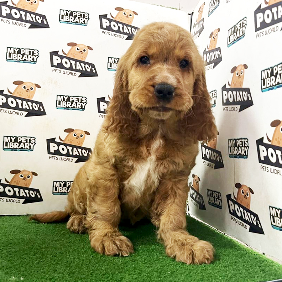 Cocker Spaniel Puppy (Female) For Sale