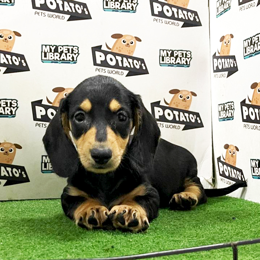 Dachshund Puppy (Male) For Sale