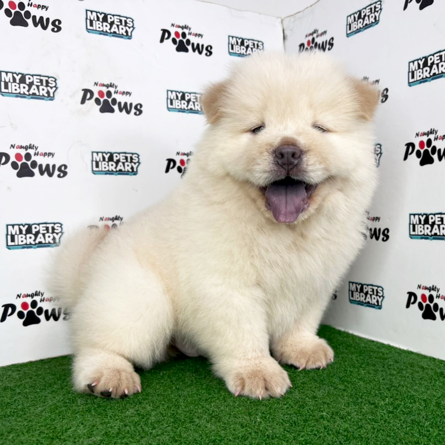 Chow Chow Puppy (Male) For Sale