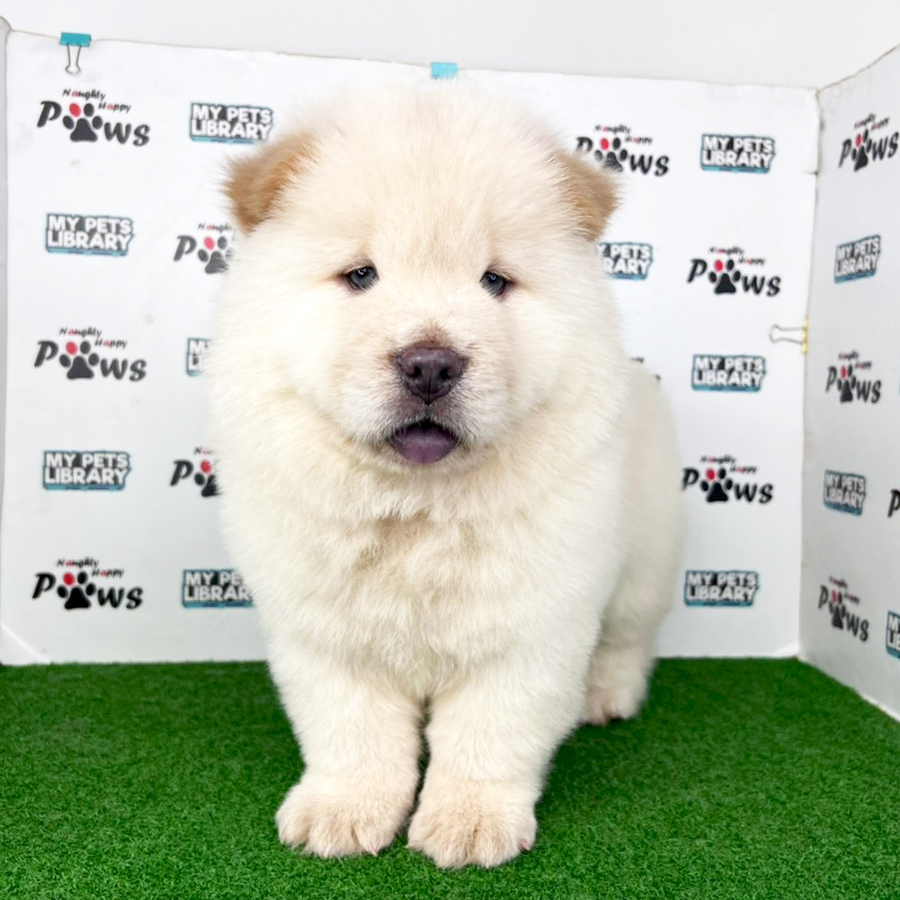 Chow Chow Puppy (Male) For Sale