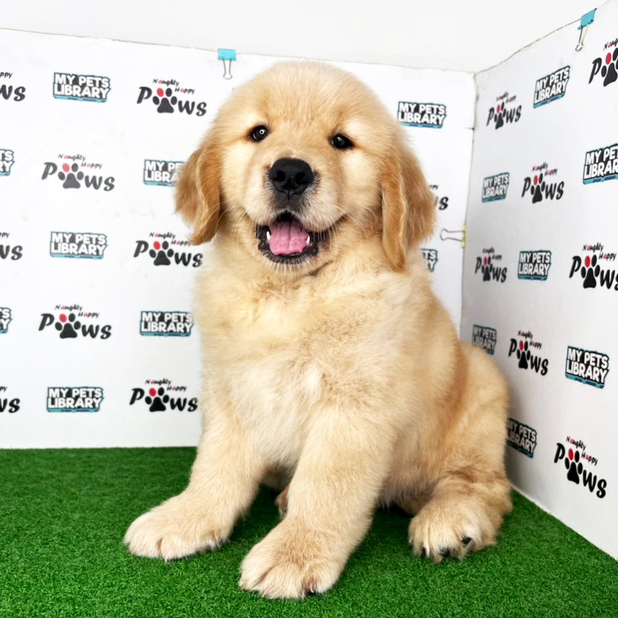 Golden Retriever Puppy (Male) For Sale