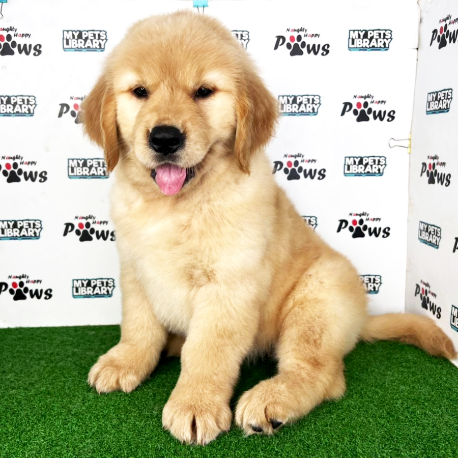 Golden Retriever Puppy (Female) For Sale
