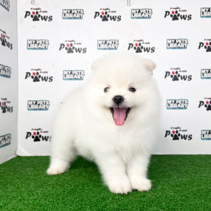 Pomeranian Puppy (Male) For Sale