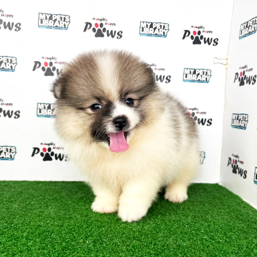 Pomeranian Puppy (Male) For Sale