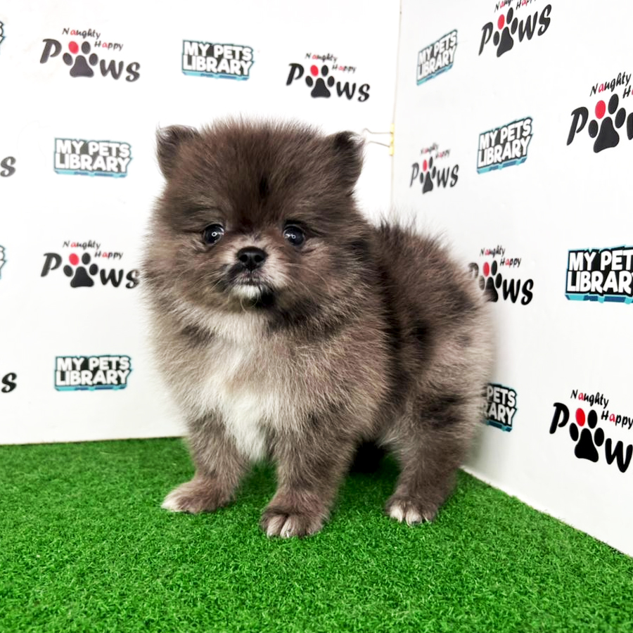Pomeranian Puppy (Female) For Sale