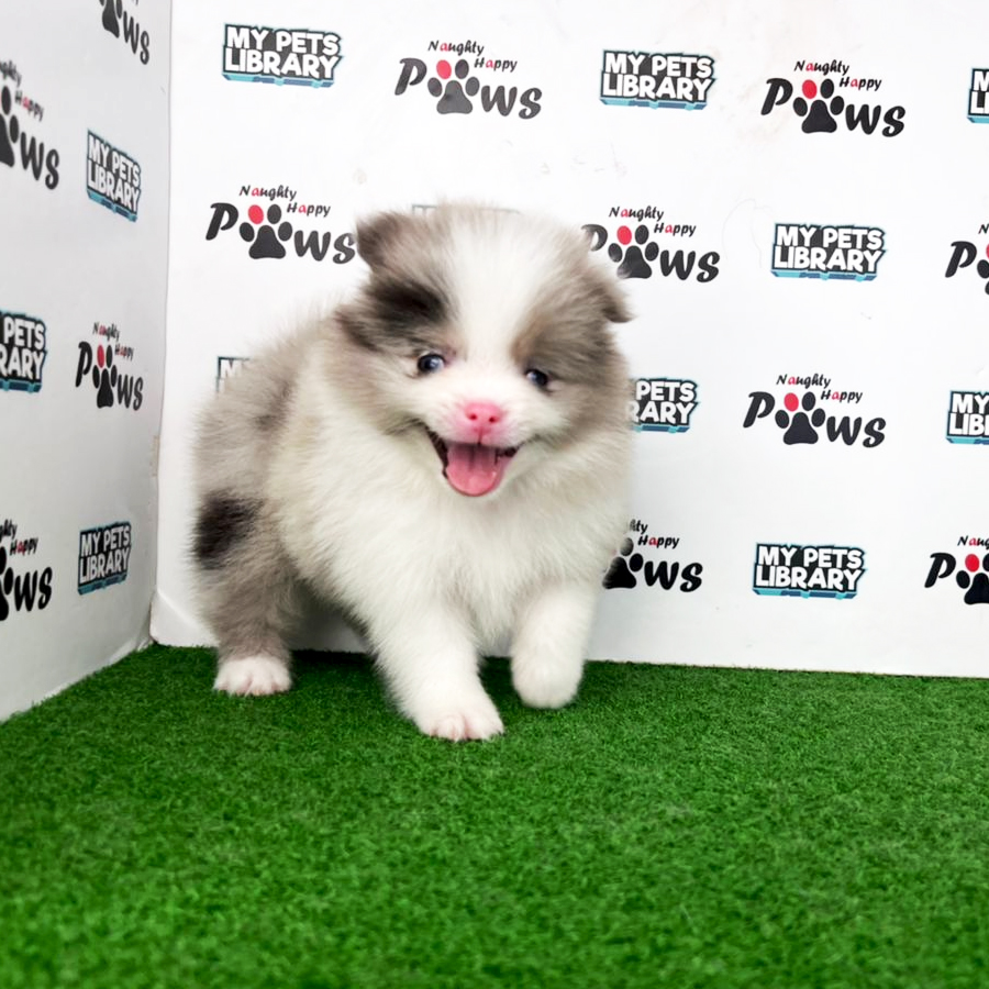 Pomeranian Puppy (Female) For Sale