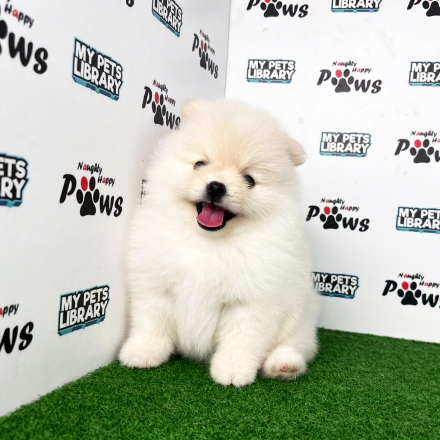 Pomeranian Puppy (Female) For Sale