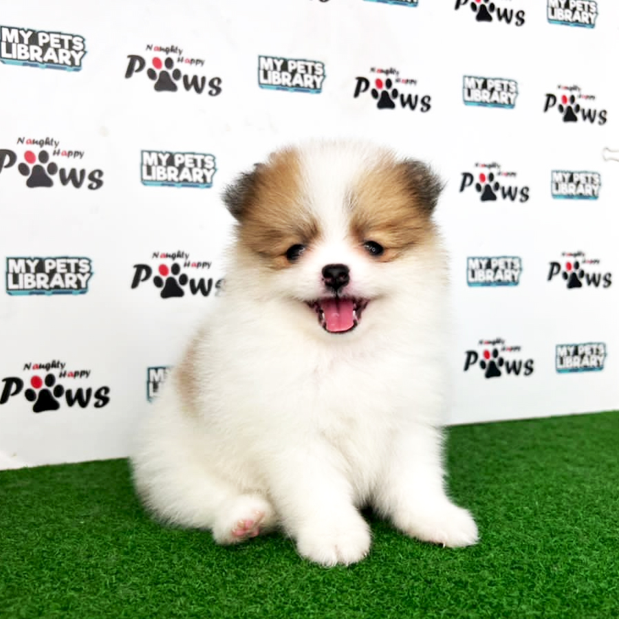 Pomeranian Puppy (Female) For Sale