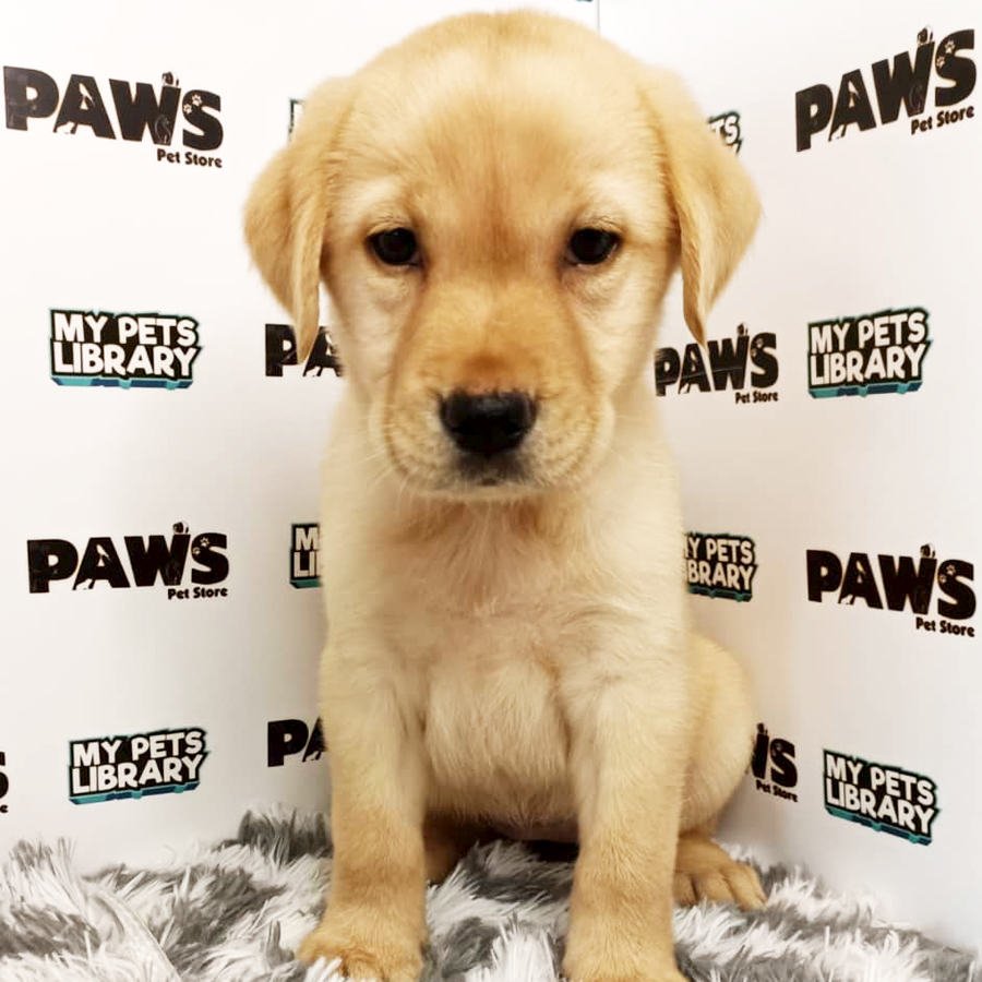 Labrador Retriever Puppy (Female) For Sale