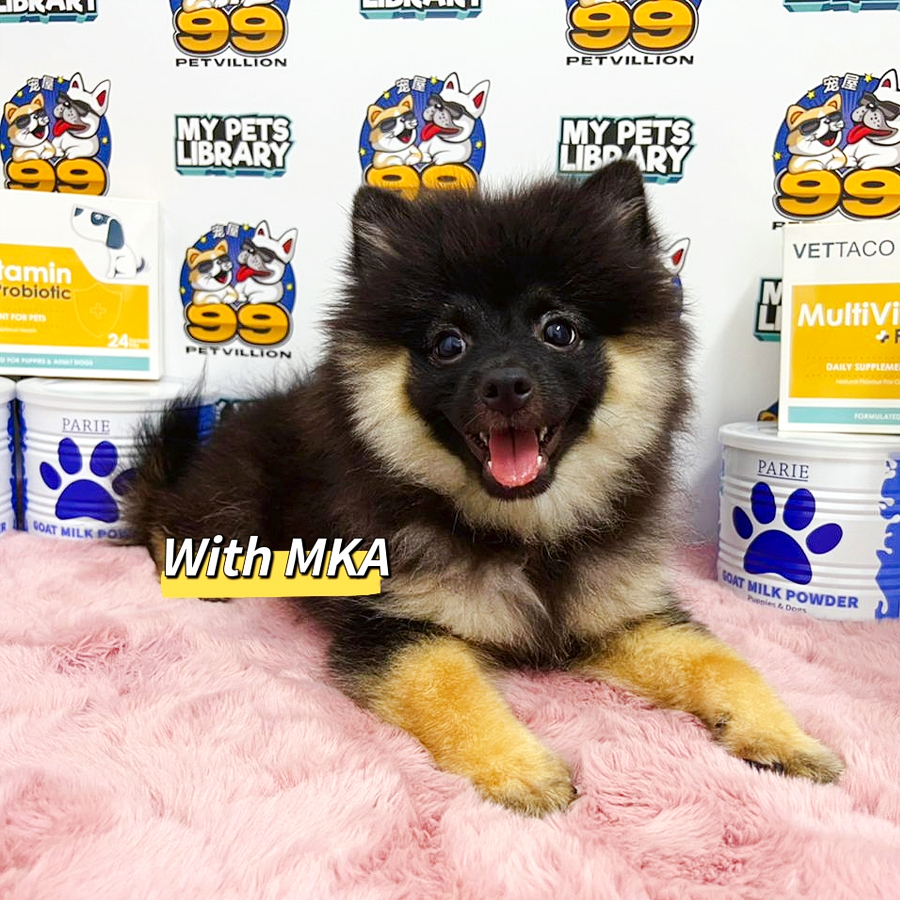 MKA Pomeranian Puppy (Male) For Sale