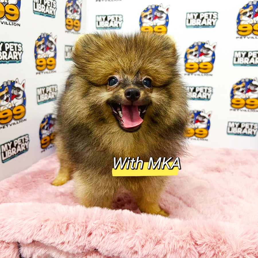 MKA Pomeranian Puppy (Male) For Sale