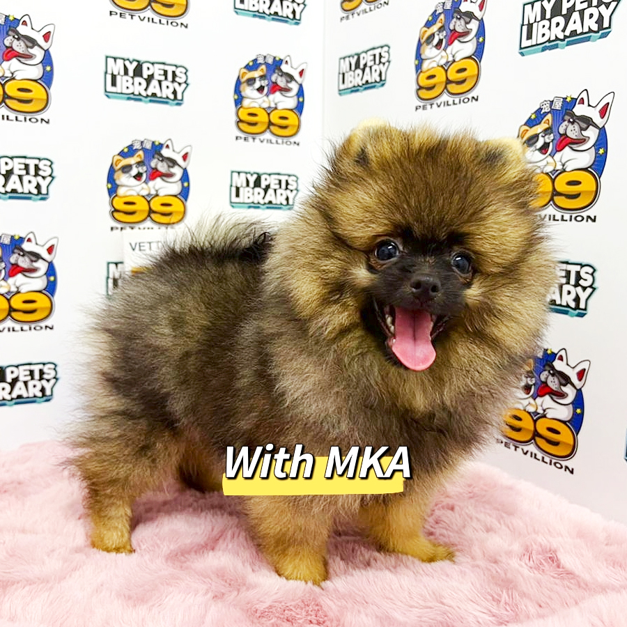 MKA Pomeranian Puppy (Female) For Sale