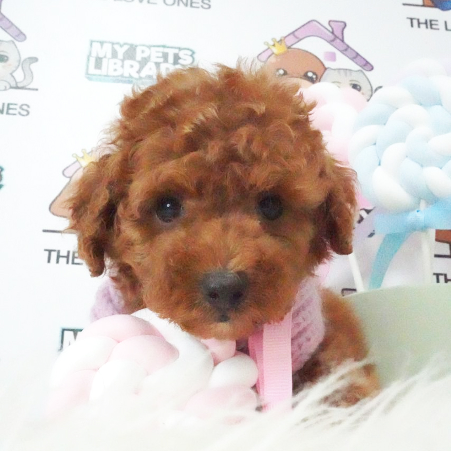 Tiny Poodle Puppy (Female) For Sale