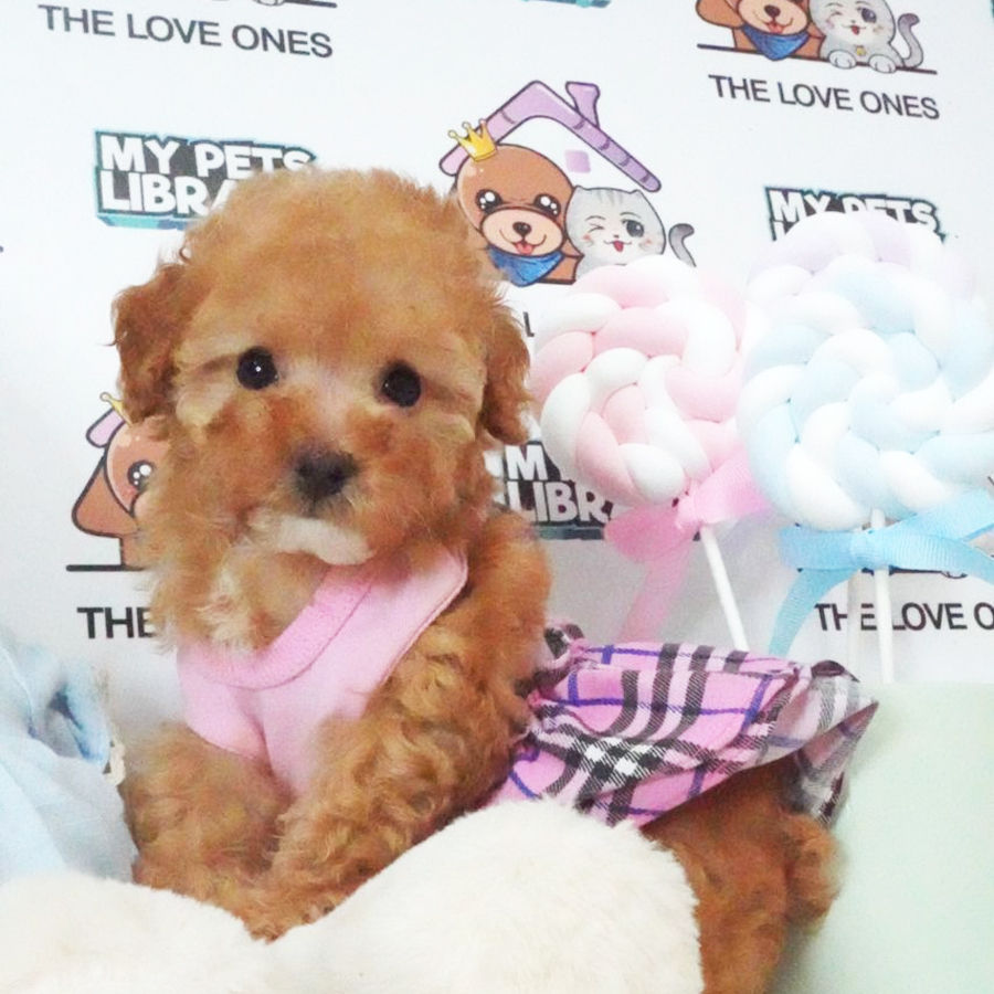 Tiny Poodle Puppy (Female) For Sale