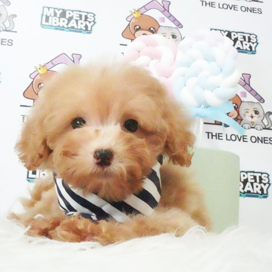 Tiny Poodle Puppy (Male) For Sale