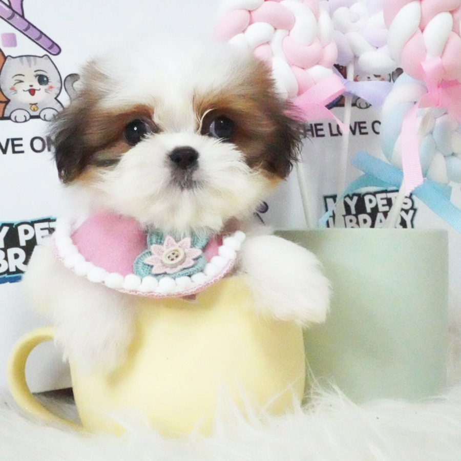 Shih Tzu Puppy (Female) For Sale