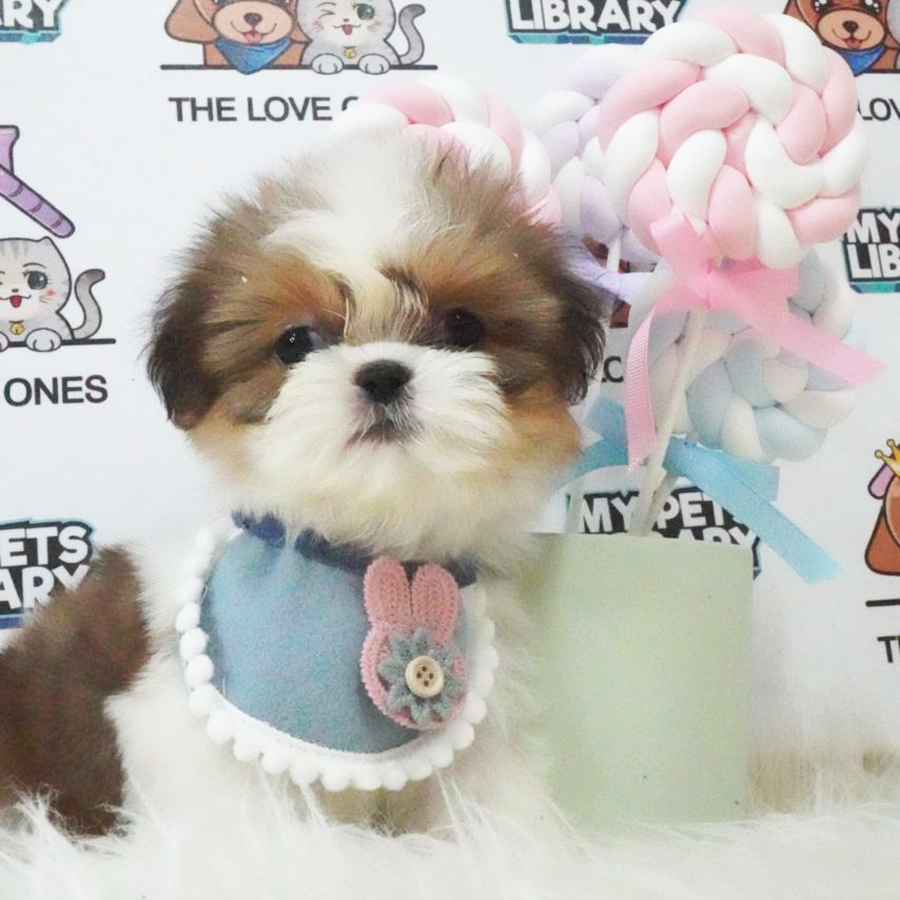 Shih Tzu Puppy (Female) For Sale