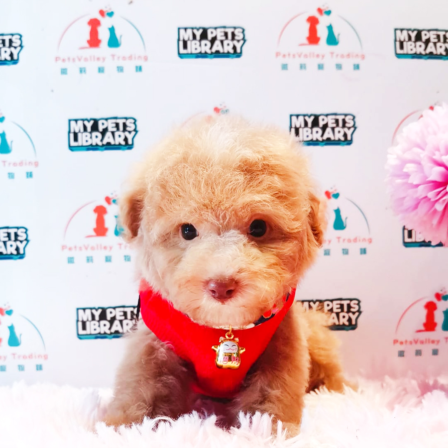 Toy Poodle Puppy (Male) For Sale
