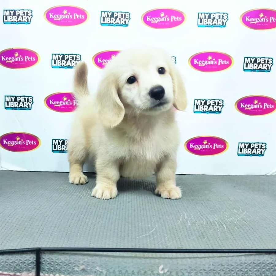 MKA Miniature Dachshund Puppy (Male) For Sale