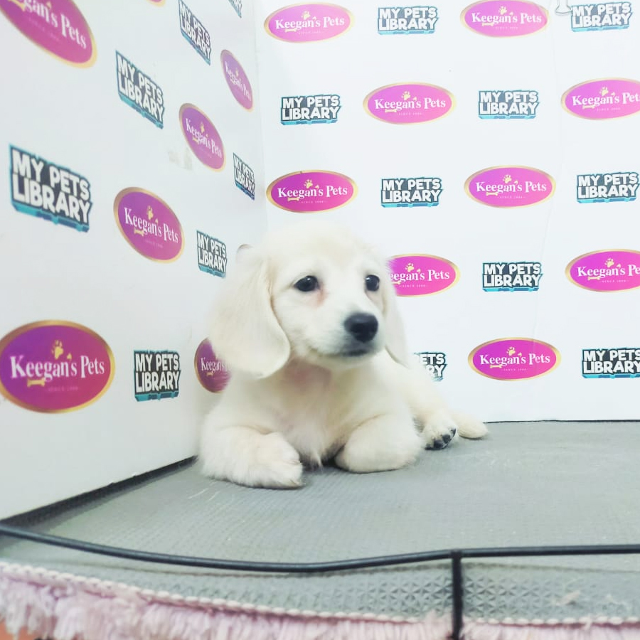 MKA Miniature Dachshund Puppy (Female) For Sale