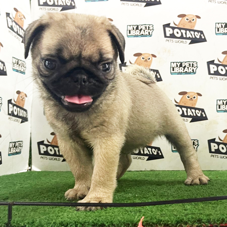 Pug Puppy (Female) For Sale
