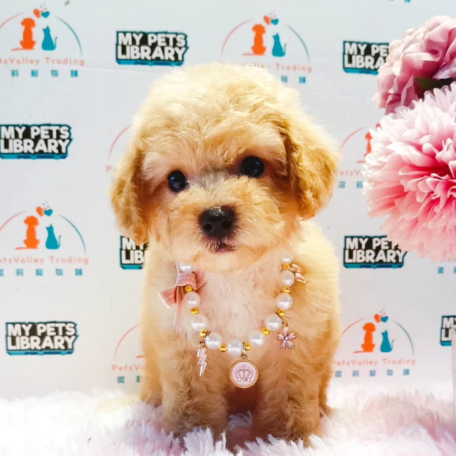 Toy Poodle Puppy (Male) For Sale