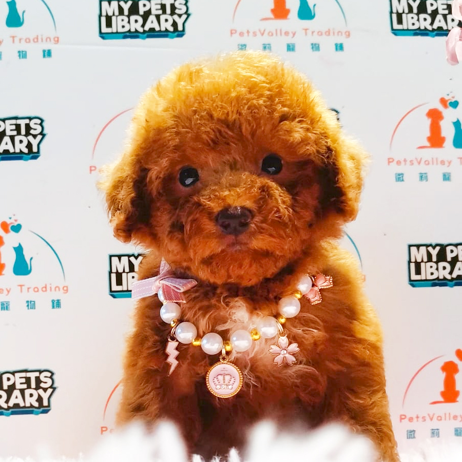 Toy Poodle Puppy (Female) For Sale