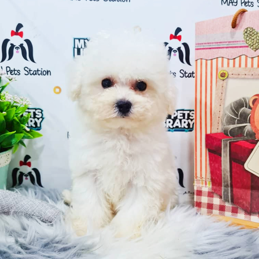 Bichon Frise Puppy (Female) For Sale