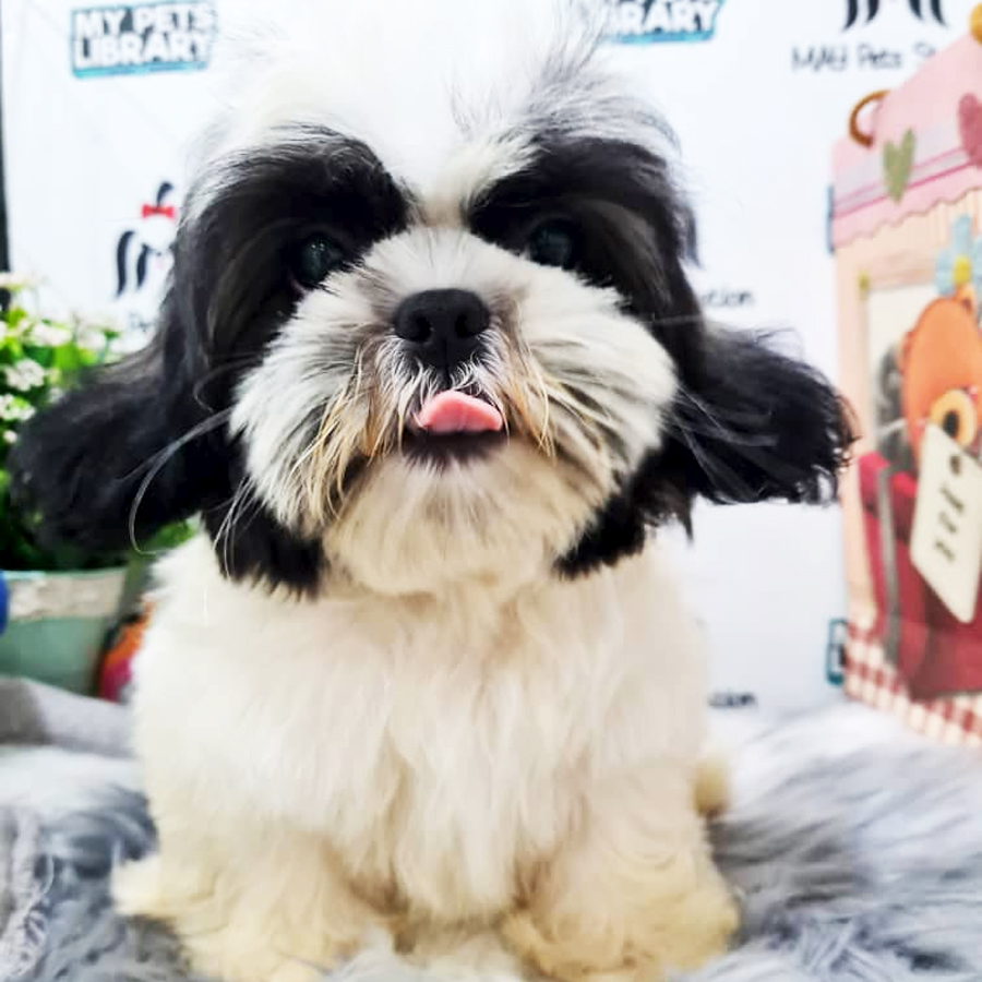 Shih Tzu Puppy (Male) For Sale