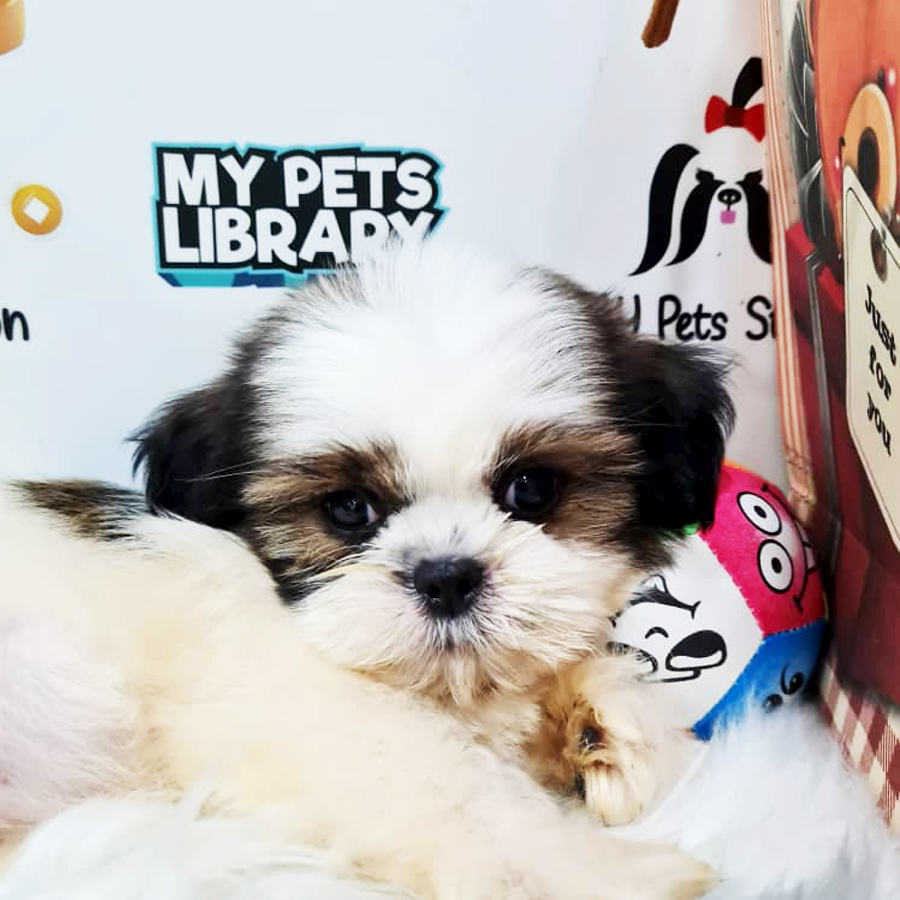 Shih Tzu Puppy (Male) For Sale