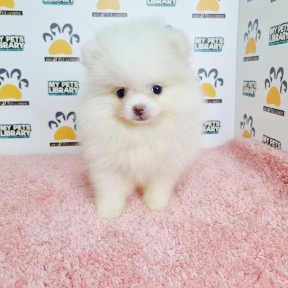 Pomeranian Puppy (Female) For Sale